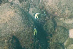 Surgeonfish - Moorish Idol - Zanclus cornutus