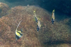 Surgeonfish - Moorish Idol - Zanclus cornutus