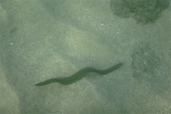 Moray - Panamic Green Moray - Gymonthorax castraneus