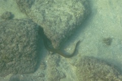 Moray - Panamic Green Moray - Gymonthorax castraneus