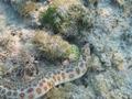 Snake Eels - Goldspotted Eel - Myrichthys ocellatus