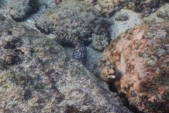 Moray - Jewel Moray Eel - Muraena lentiginosa