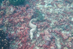 Moray - Jewel Moray Eel - Muraena lentiginosa