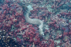 Moray - Jewel Moray Eel - Muraena lentiginosa