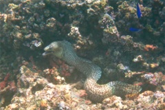 Moray - Jewel Moray Eel - Muraena lentiginosa