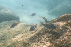 Parrotfish - Azure Parrotfish - Scarus compressus