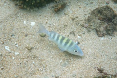 Grunts - Greybar Grunt - Haemulon sexfasciatum