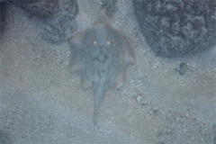 Stingrays - Reef Stingray - Urobatis concentricus