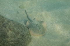 Stingrays - Reef Stingray - Urobatis concentricus