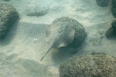 Stingrays - Reef Stingray - Urobatis concentricus