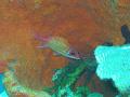 Squirrelfish - Longjaw Squirrelfish - Neoniphon marianus