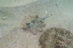 Stingrays - Reef Stingray - Urobatis concentricus