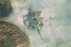 Stingrays - Reef Stingray - Urobatis concentricus