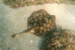 Stingrays - Round Stingray - Urobatis halleri