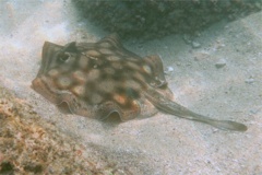 Stingrays - Round Stingray - Urobatis halleri