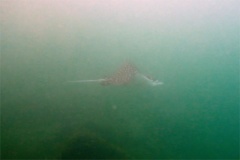 Stingrays - Pacific Whitespotted Eagle Ray - Aetobatus laticeps