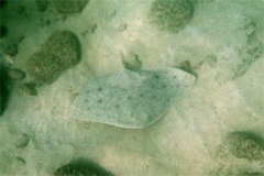 Rays - California Butterfly Ray - Gymnura marmorata