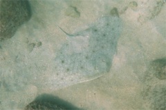 Rays - California Butterfly Ray - Gymnura marmorata