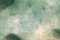 Rays - California Butterfly Ray - Gymnura marmorata