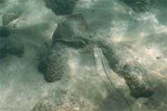 Stingrays - Longtail Stingray - Dasyatis longa