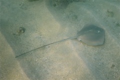 Stingrays - Longtail Stingray - Dasyatis longa