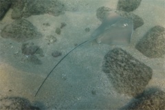 Stingrays - Longtail Stingray - Dasyatis longa