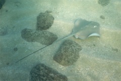 Stingrays - Longtail Stingray - Dasyatis longa