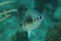 Hamlets - Barred Hamlet - Hypoplectrus puella