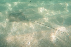 Stingrays - Longtail Stingray - Dasyatis longa