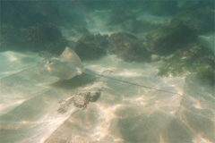 Stingrays - Longtail Stingray - Dasyatis longa