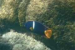 Angelfish - King Angelfish - Holacanthus passer