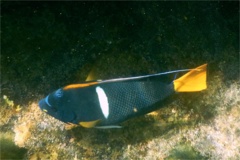 Angelfish - King Angelfish - Holacanthus passer