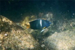 Angelfish - King Angelfish - Holacanthus passer