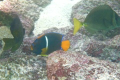 Angelfish - King Angelfish - Holacanthus passer