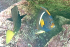 Angelfish - King Angelfish - Holacanthus passer