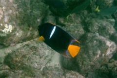 Angelfish - King Angelfish - Holacanthus passer