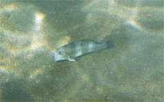 Wrasse - Peacock Razorfish - Iniistius pavo