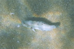 Wrasse - Peacock Razorfish - Iniistius pavo