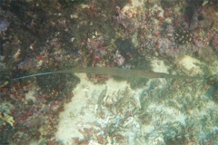 Pipefish - Bluespotted Cornetfish - Fistularia commersonii