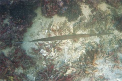 Pipefish - Bluespotted Cornetfish - Fistularia commersonii