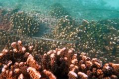 Pipefish - Bluespotted Cornetfish - Fistularia commersonii