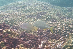 Jacks - Bigeye Trevally - Caranx sexfasciatus