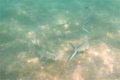 Milkfishes - Milkfish - Chanos chanos