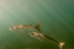 Mullets - Striped Mullet - Mugil cephalus