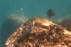 Chubs - Cortez Sea Chub - Kyphosus elegans