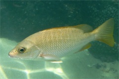 Snappers - Amarillo Snapper - Lutjanus argentiventrus