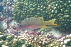 Snappers - Amarillo Snapper - Lutjanus argentiventrus