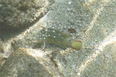 Groupers - Flag Cabrilla - Epinephelus labriformus