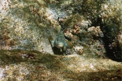 Hawkfish - Giant Hawkfish - Cirrhitis rivulatus