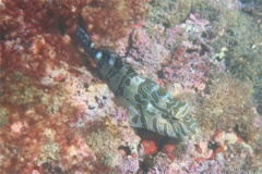 Hawkfish - Giant Hawkfish - Cirrhitis rivulatus